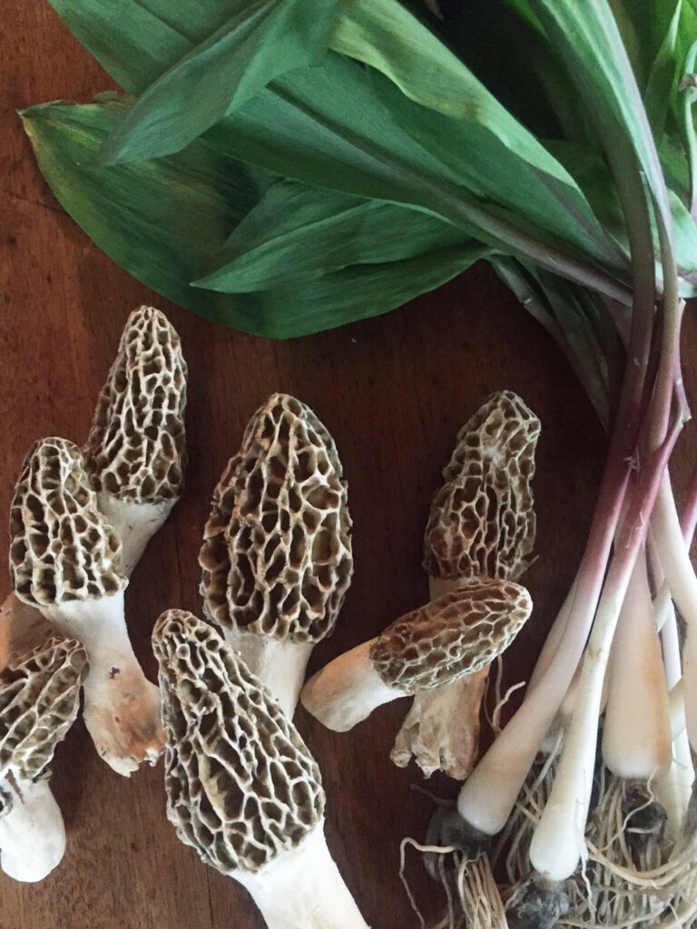 Morels & Ramps